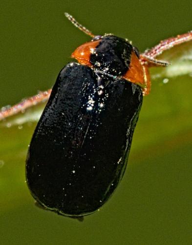 Réf. 346 212 : Smaragdina aurita
